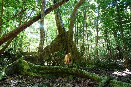 The British Virgin Islands: Mount Sage National Park