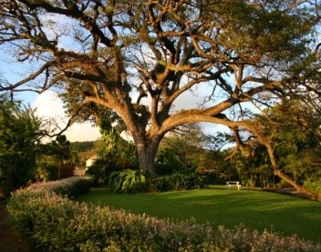  St. Kitts and Nevis: Romney Manor Gardens