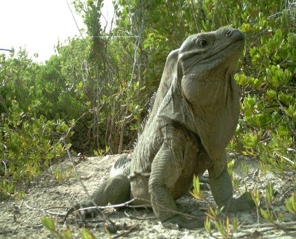 Anegada-Rock-Iguana-Head-Start-Facility2.jpg