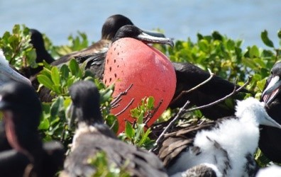 Barbuda-Frigate-Bird-Sanctuary.jpg