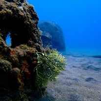 Montserrat-Reef-Conservation-Pro-ject---Underwater-Trail2.jpg